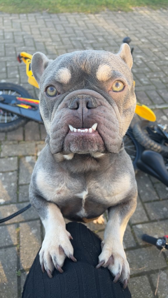 image for French bulldog 
