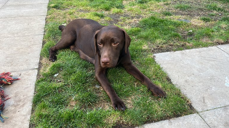 Lab cross dobe puppies