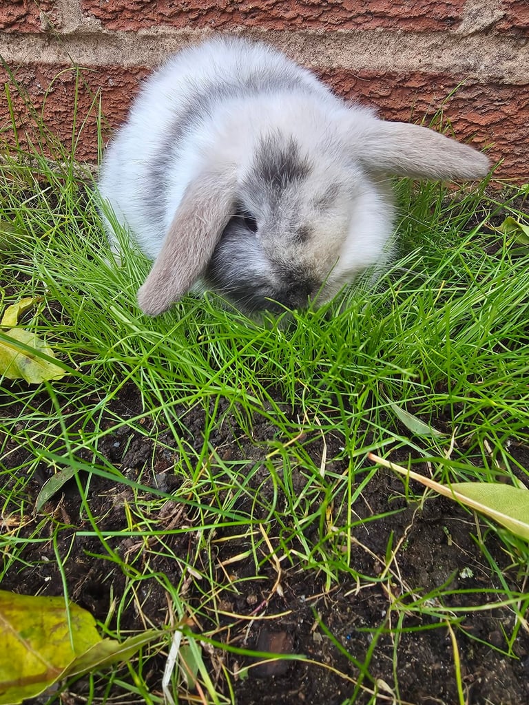 One bunny 