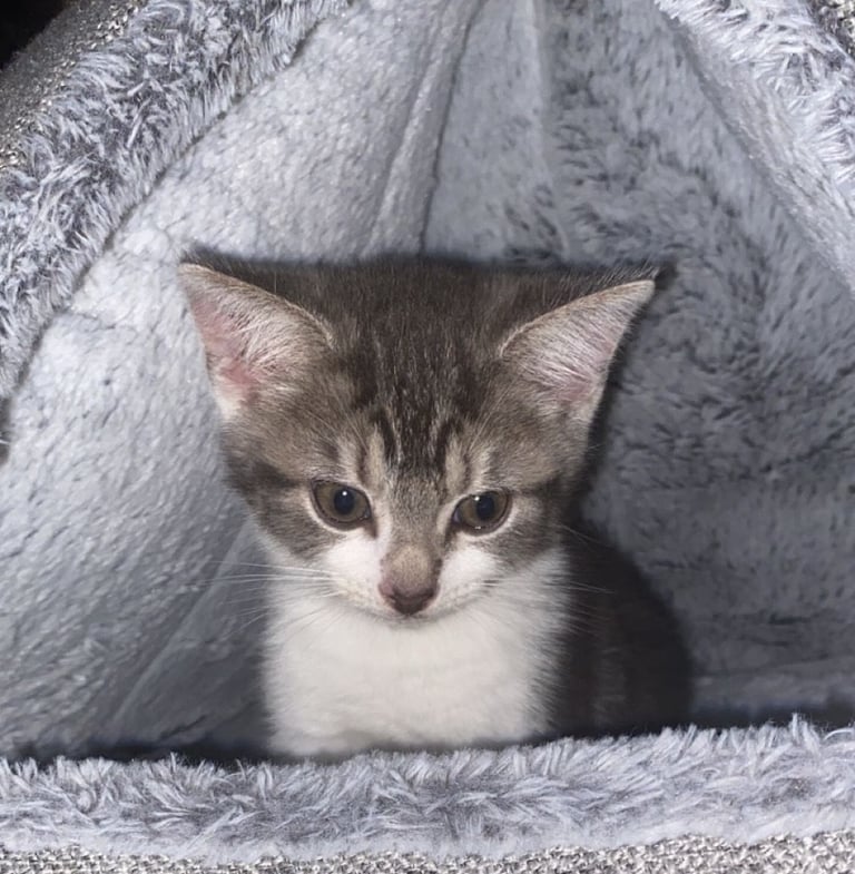 image for Grey And White Kitten Awaiting It’s New Home 🏡 