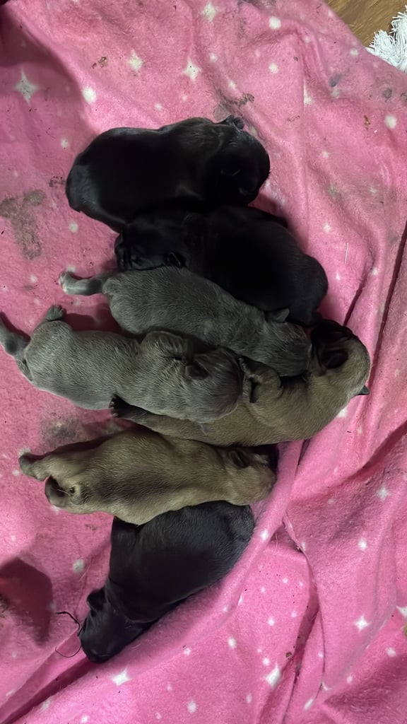 French bulldog puppies