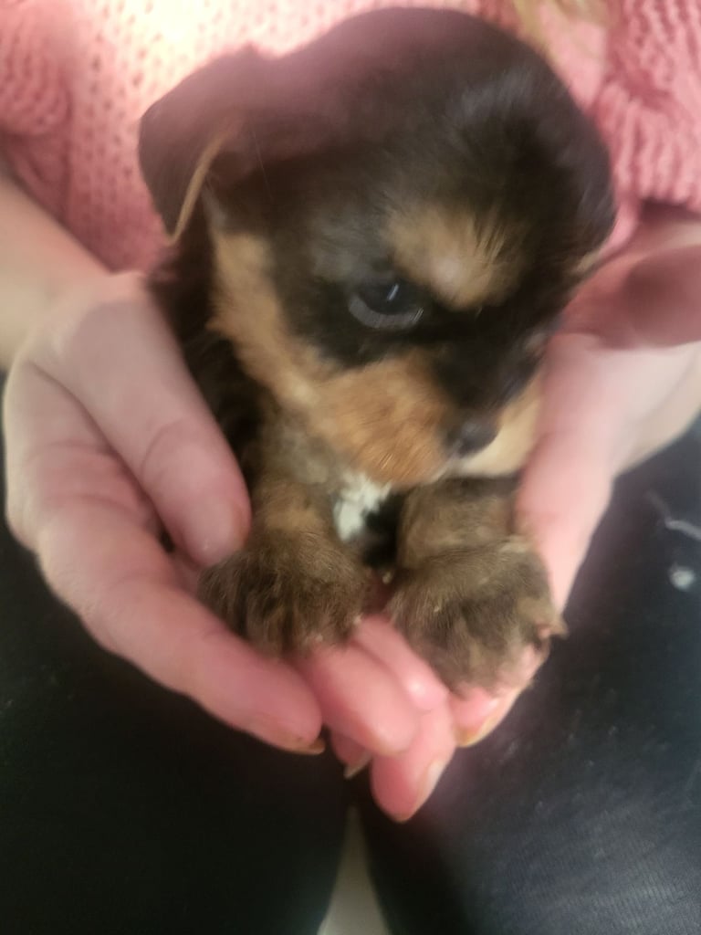 5 boy Yorkshire terrier puppies 4 weeks old