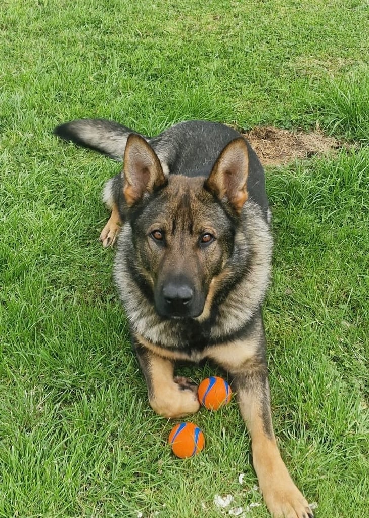 German Shepherd Puppies (Working Line)
