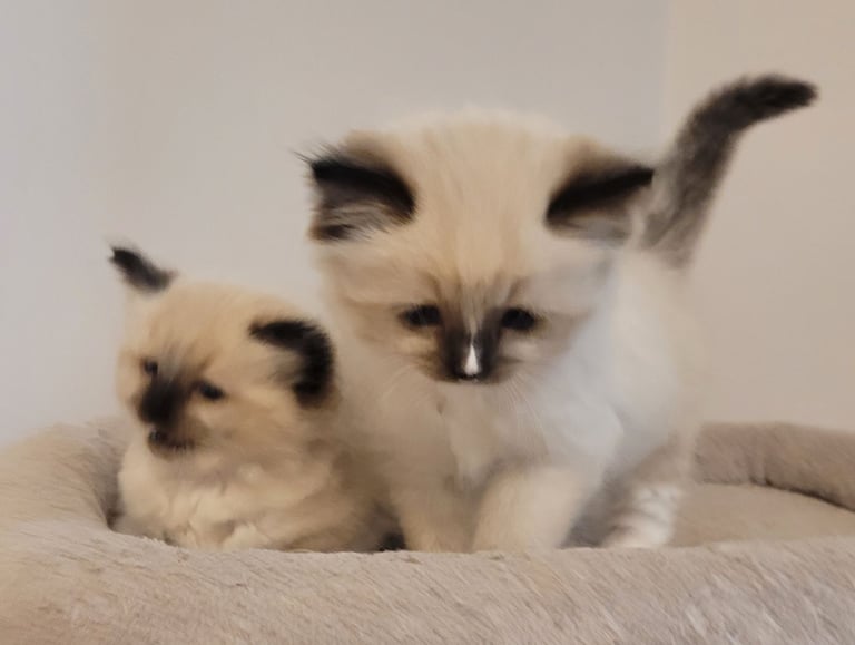 Beutiful Ragdoll Kittens 