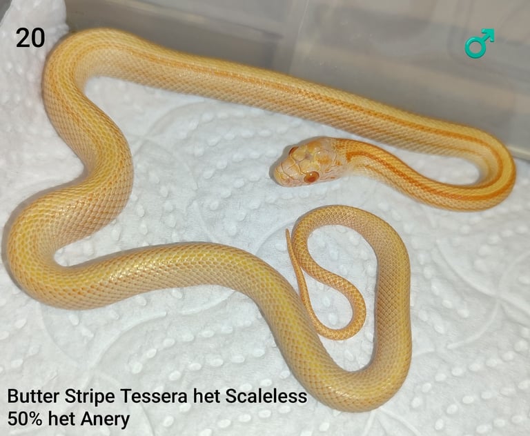 Scaleless Cornsnakes
