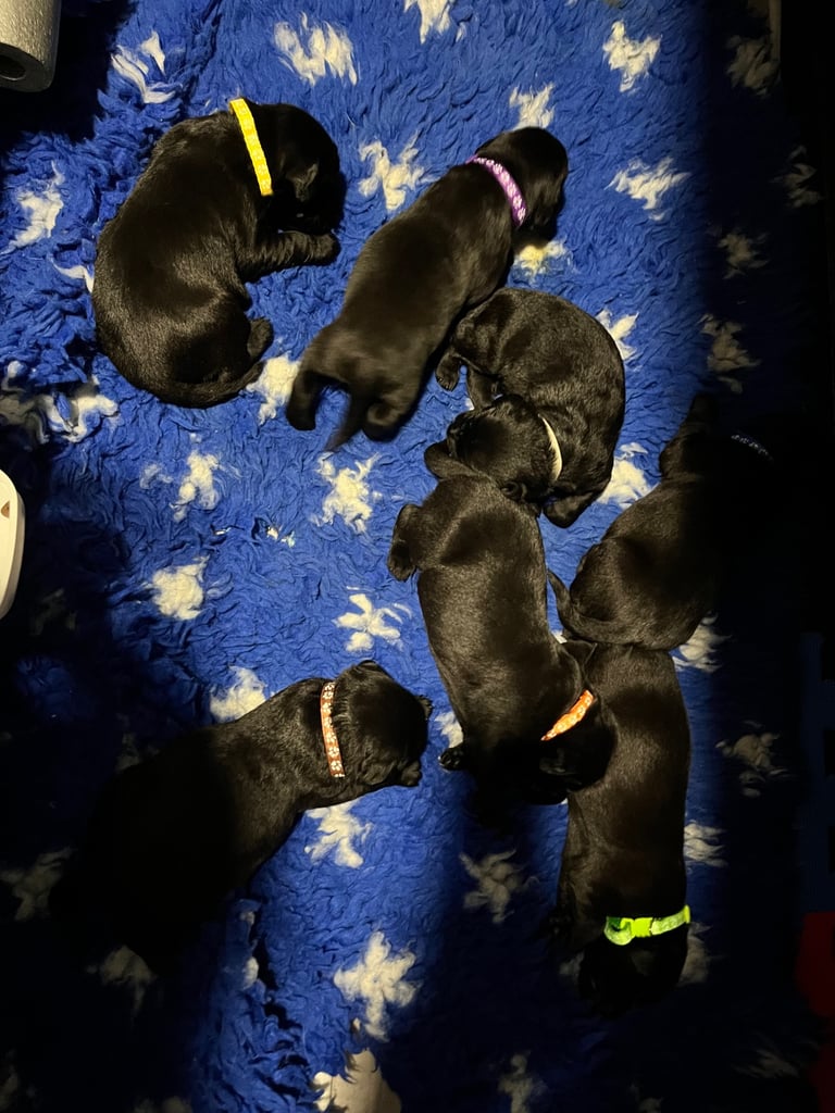Kc pups ready for their new homes!  4 boys!