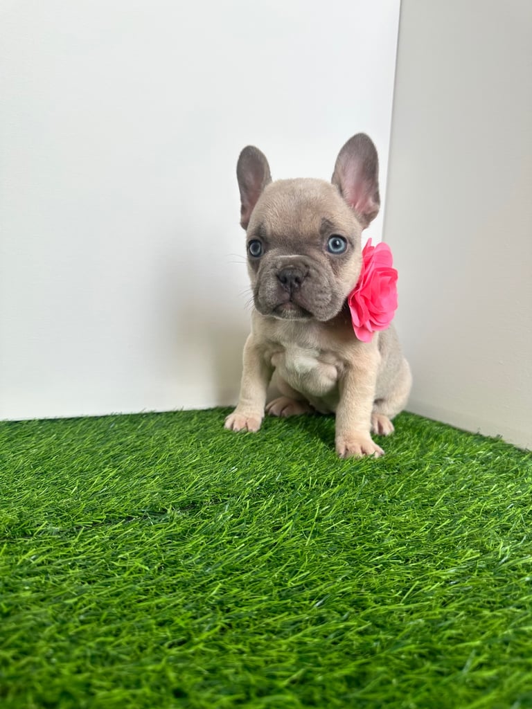 5 French bulldog puppies 