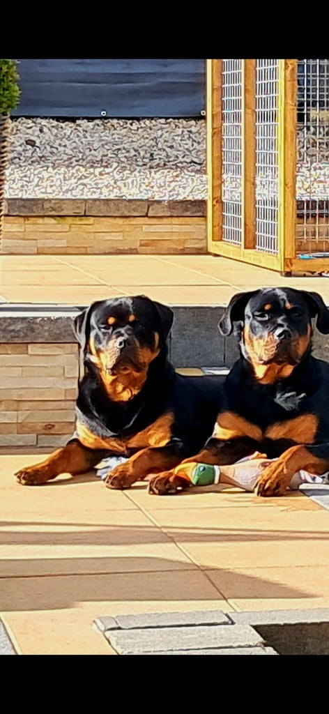 Rottweiler pups