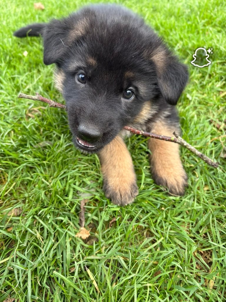  German shepherd pups 