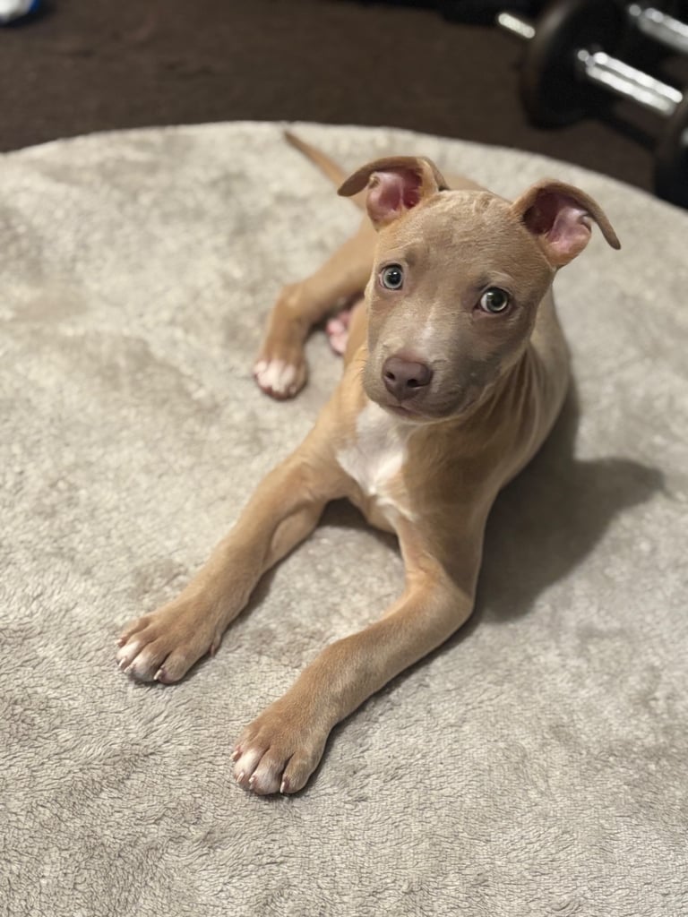 image for staffordshire terrier