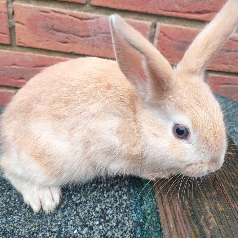 image for Four beautiful baby rabbit