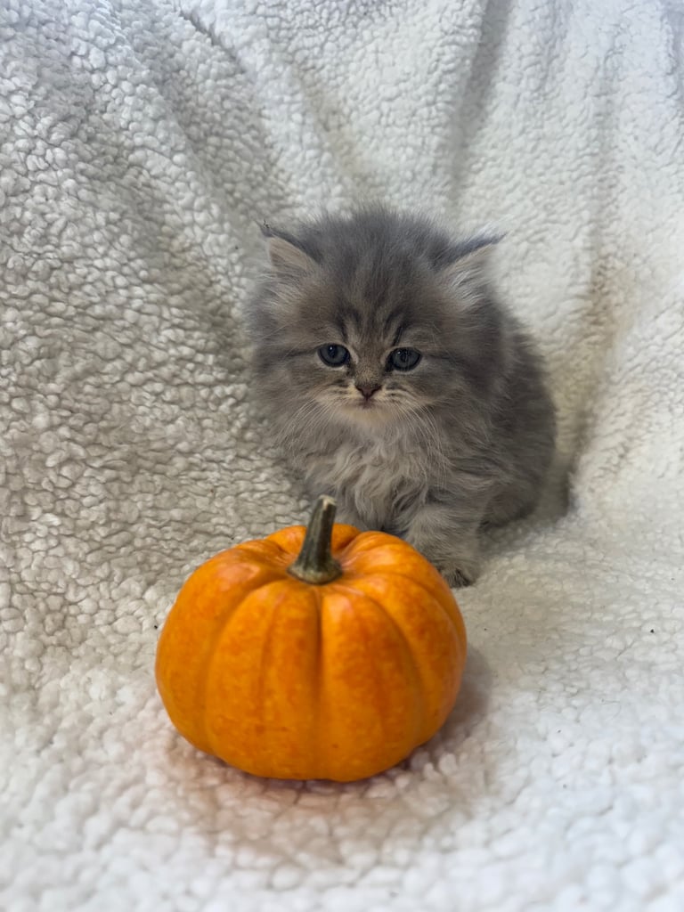 Orange Peke Face Persian Semi Flat Face Persian Half Half Persian