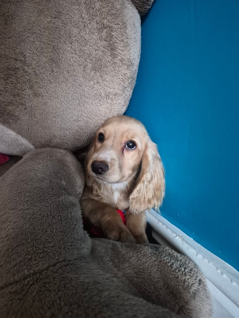 My little girl Cokie 