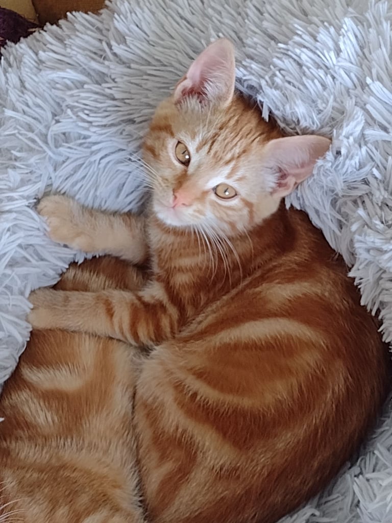 Ginger boy