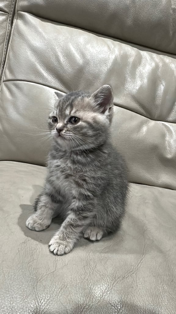 British short hair kittens shorthair