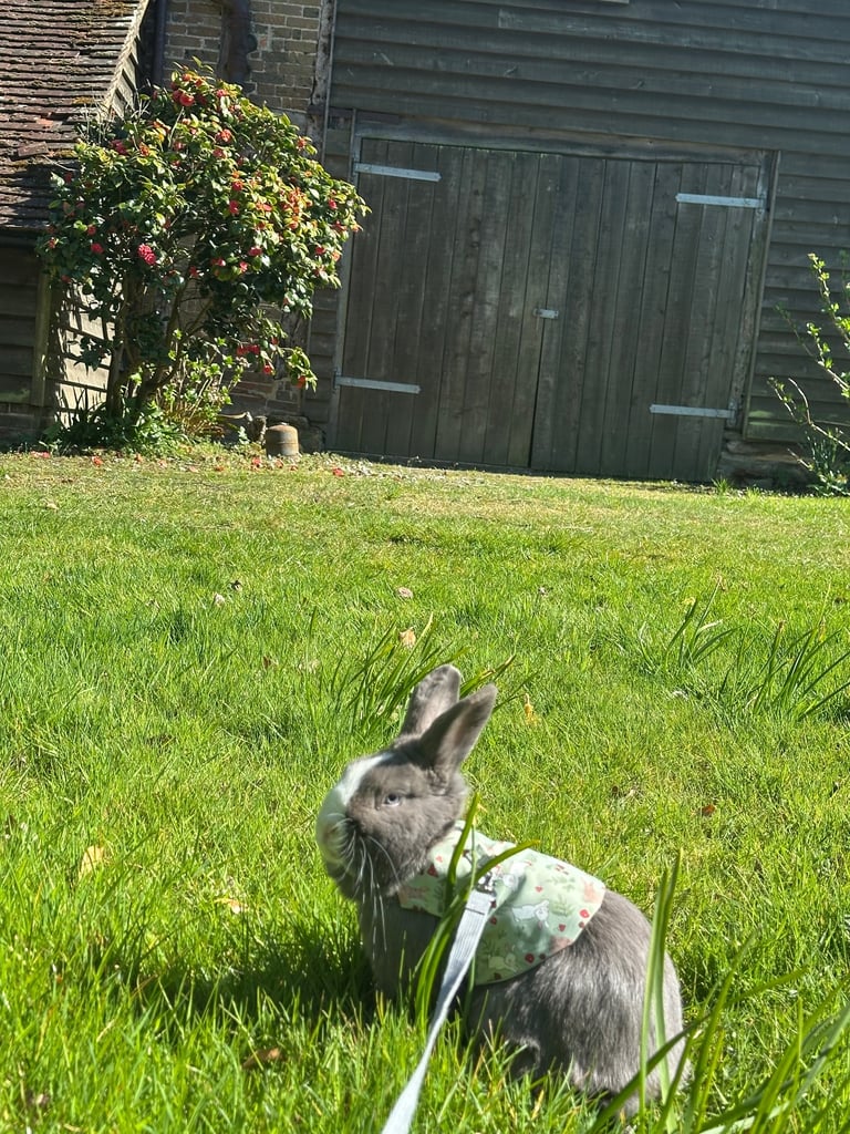 1year and 4 month old bunny 