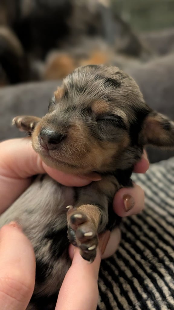 Dachshund pups