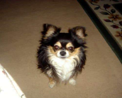 WANTED!!!! CHIHUAHUA FOR VERY LOVING HOME