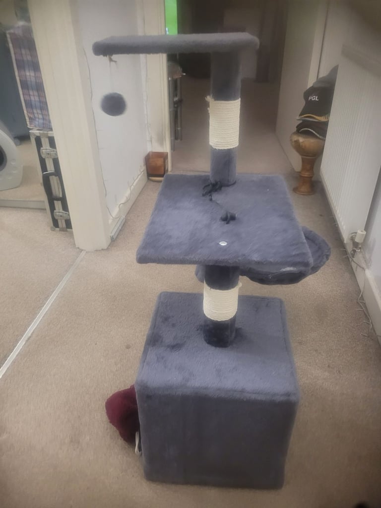 🐾 Complete Cat/Kitten Starter Bundle – Everything You Need! 🐾