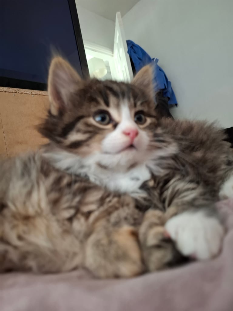 4 very fluffy kittens 8 weeks and Salem 4 months