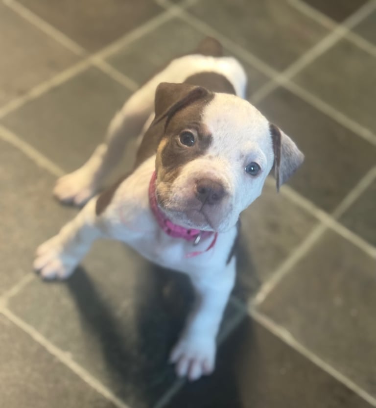 Beautiful American bulldogs 