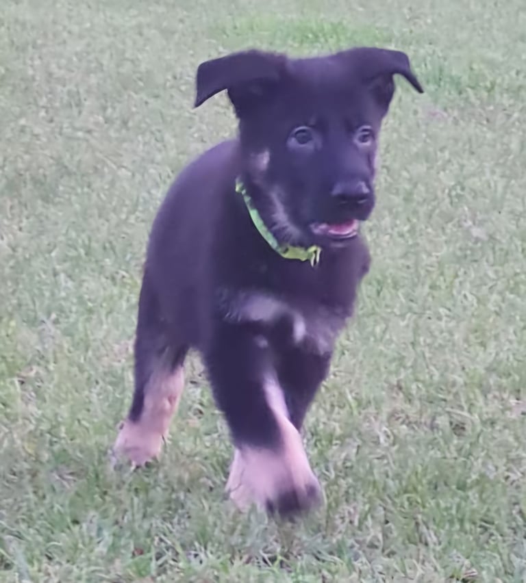 Kc reg Czech working line gsd puppies 