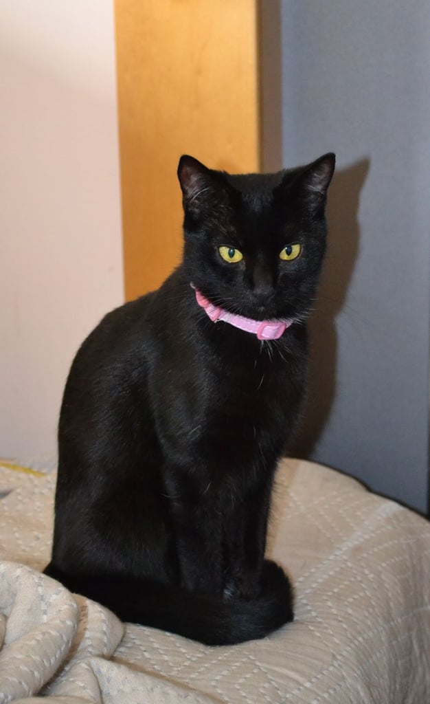 Maine-Coone/Bombay Mixed Kitten (1 LEFT)