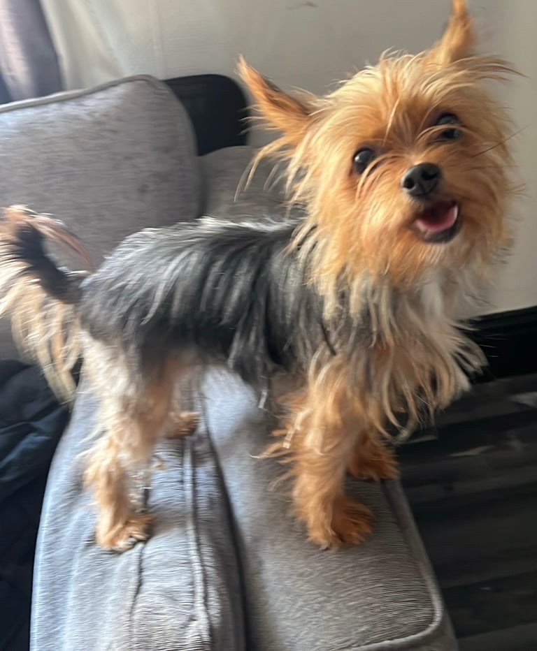Almost 4 year old teacup yorkshire terrior 