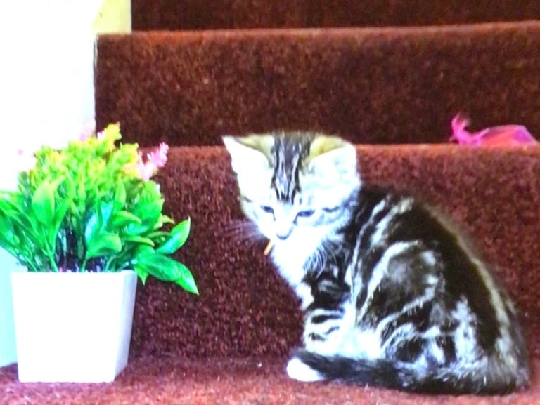 Exquisite Part Ragdoll Silver Tabby and Tabby & White Kittens