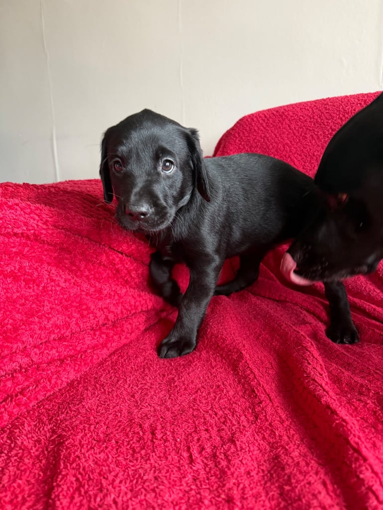 Labrador Pups - 3 black girls 