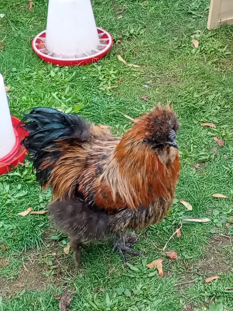 image for Purebred Silkie Cockerel - Ready for his Forever Home! - Collection from Andover, Hants