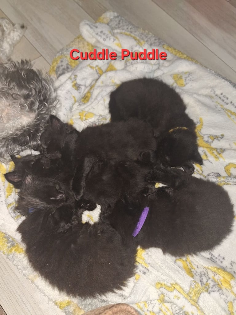 ** ALL RESERVED **5 fluffy black kittens with hints of grey