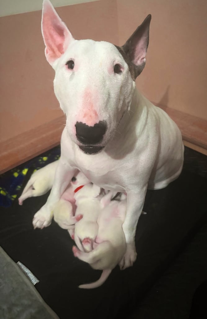 KC English Bull Terrier puppies 🐾
