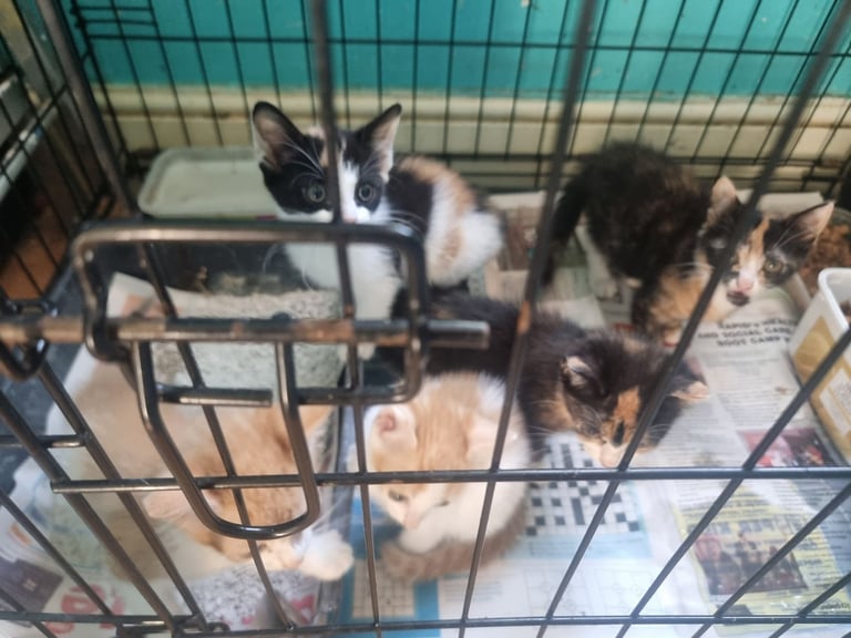 Domestic Ginger  and Ginger/white kittens