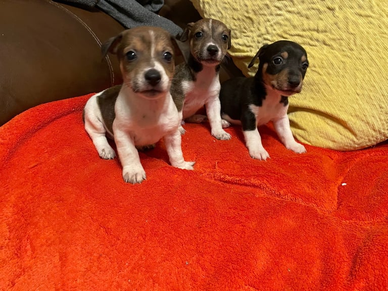image for Jack Russell puppies - short legged 