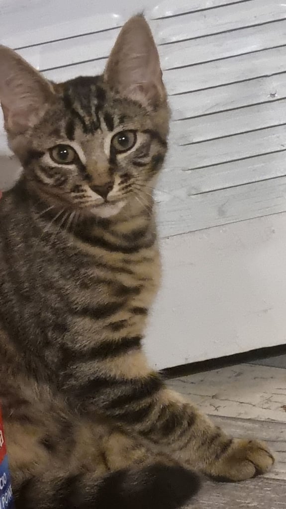 2 kittens for sale
