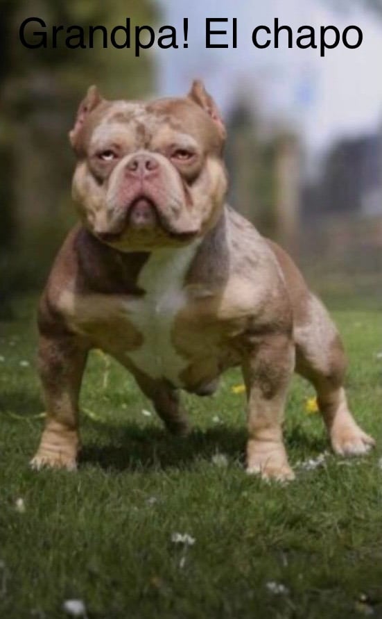 Pedigree pocket bully pups for sale! 
