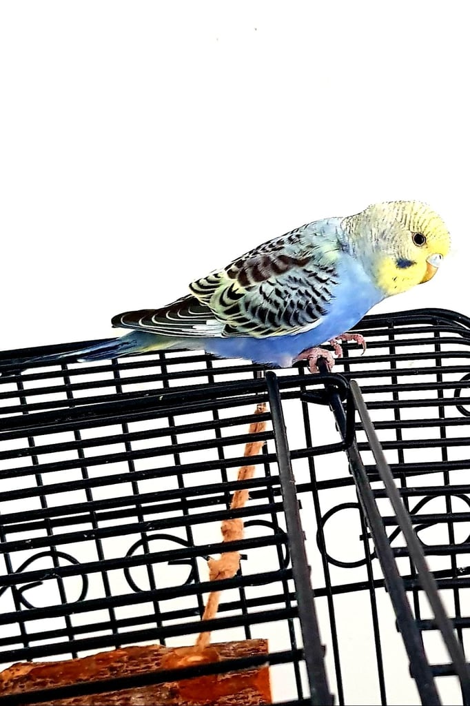 Baby Budgies Only 2 Females Left!