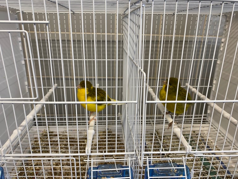 Fife canaries for sale