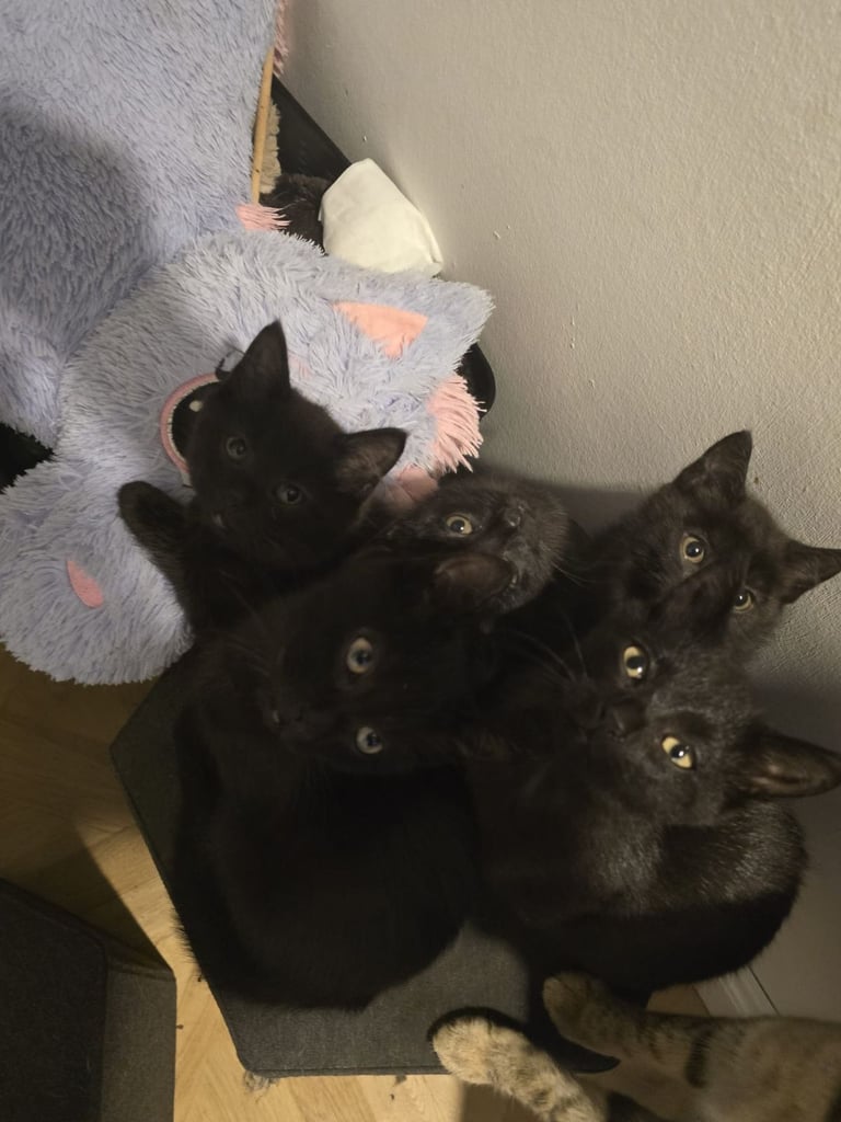 Adorable black kittens for sale