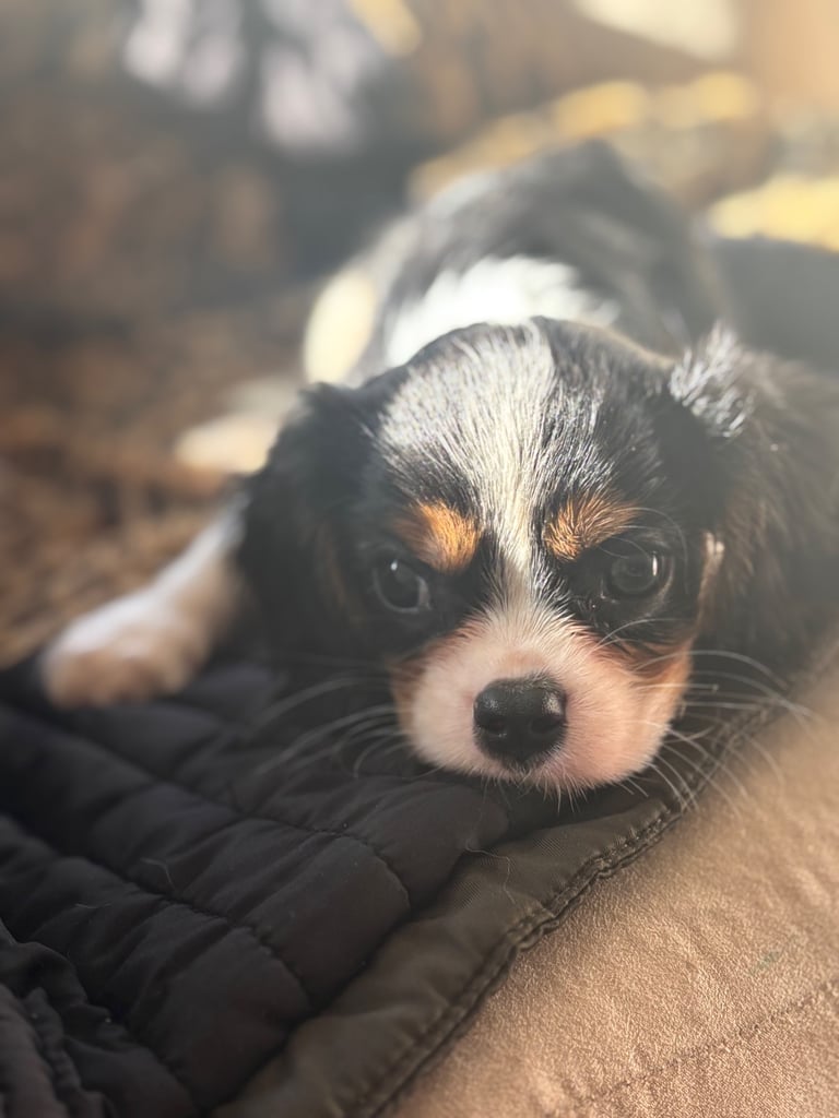 Cavalier King Charles 