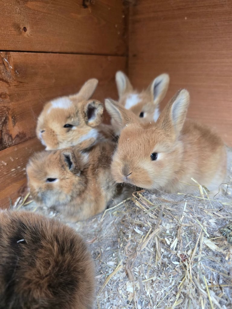 image for Baby Rabbits Available from 17th Nov 