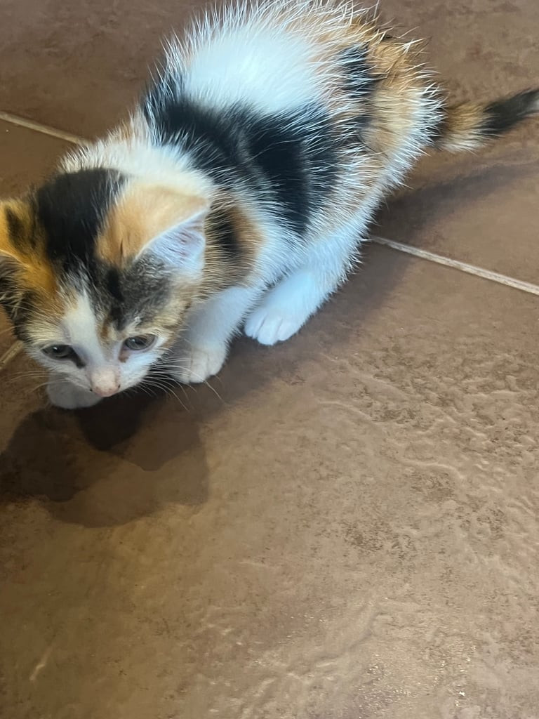 11 week old kittens 