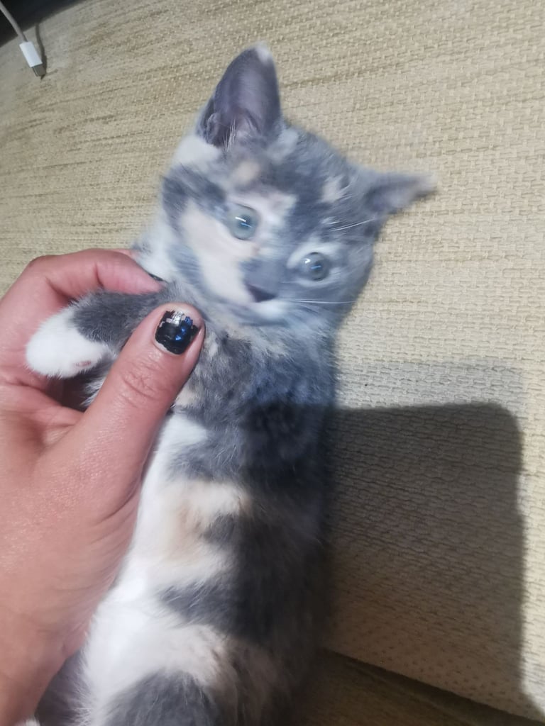 Beautiful blue Russian cross short haired kitten 
