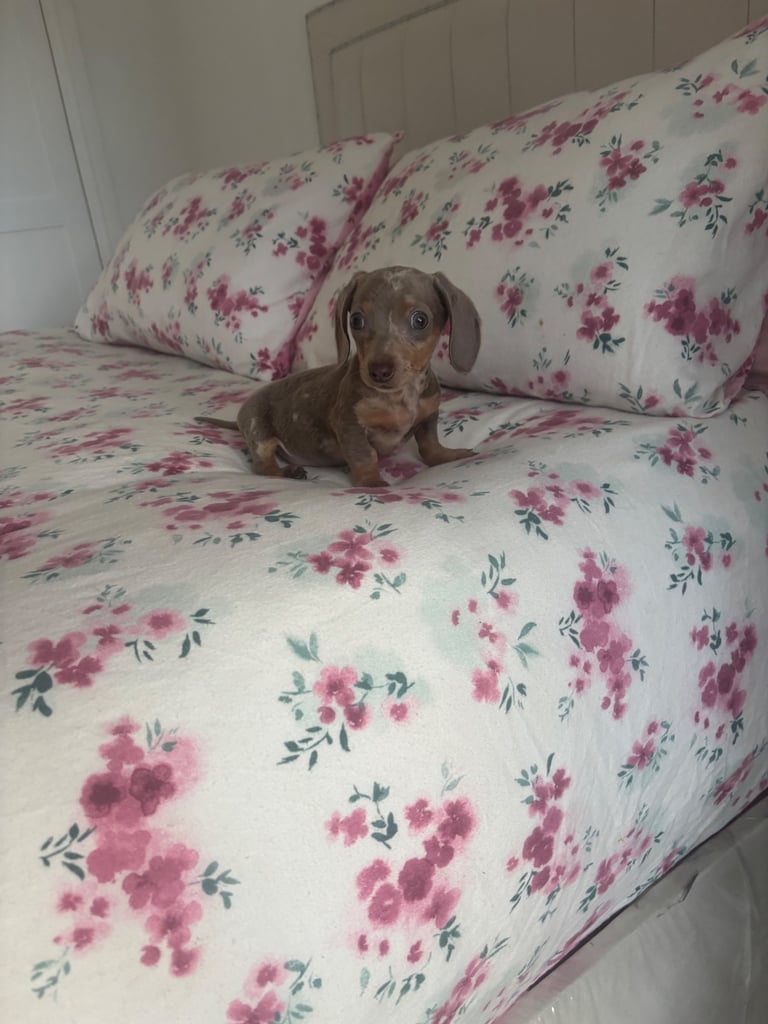Miniature dachshund dapple Boy 