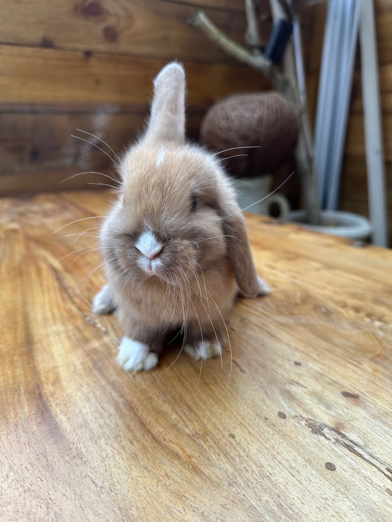Mini lops,Halosowen