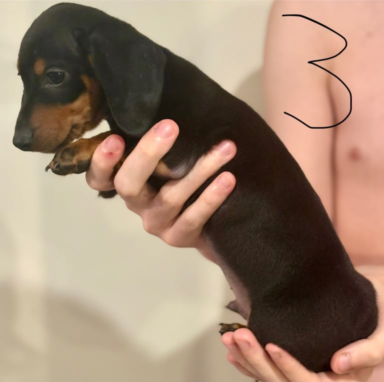 Miniature dauchund pupsREADY NOW