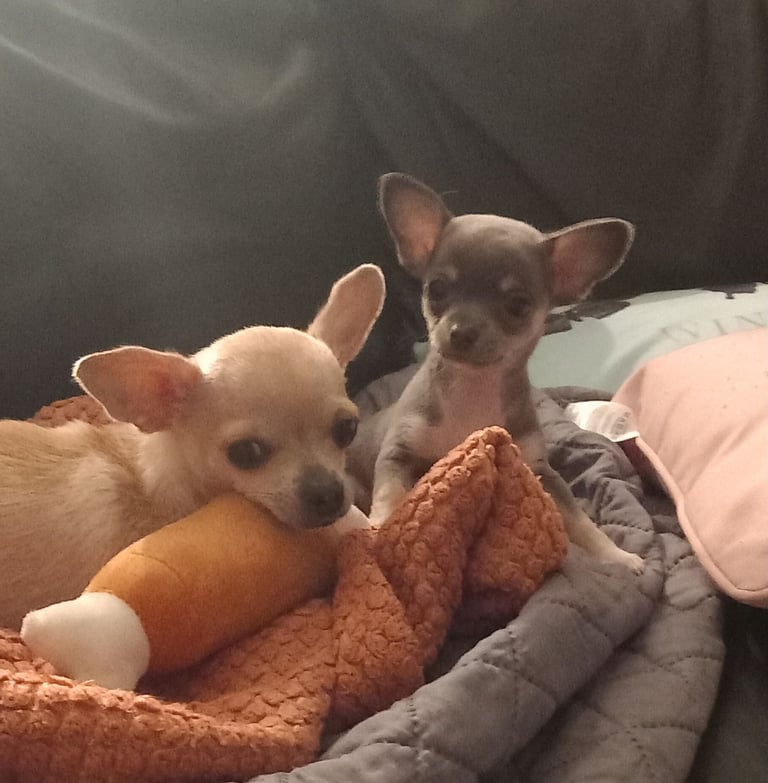 Chihuahua puppy Belfast 