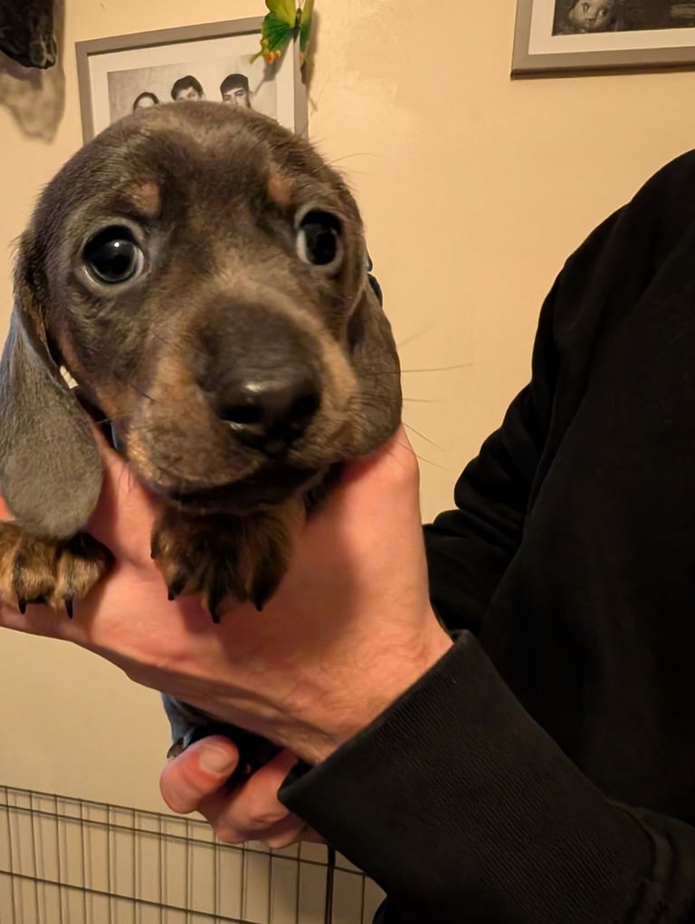 4 Dachshund pups