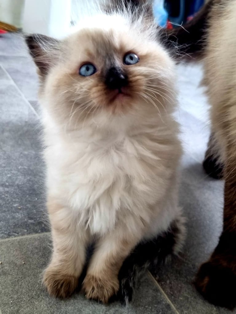 Beautiful Ragdoll kittens